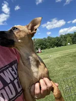 Jax, a male Jack Russell Terrier and Chihuahua for sale in Fair Haven, MI – 6 of 7