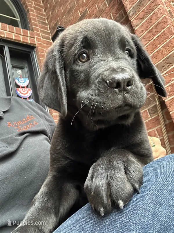 Prince – Dogue de Bordeaux, Perro de Presa Canario puppy for sale in Fair Haven, MI