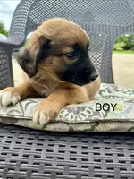 Buddy, a male Collie and Poodle - Miniature  for sale in Fair Haven, MI – 2 of 4