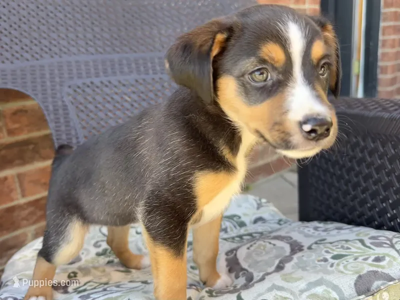 Minnie – Jack Russell Terrier, Rat Terrier puppy for sale in Fair Haven, MI