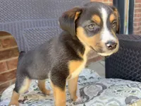Minnie, a female Jack Russell Terrier and Rat Terrier for sale in Fair Haven, MI – 1 of 5