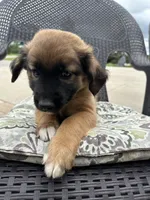 Buddy, a male Collie and Poodle - Miniature  for sale in Fair Haven, MI – 4 of 4
