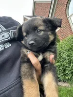 Beatrice, a female Collie and Poodle - Miniature  for sale in Fair Haven, MI – 6 of 6