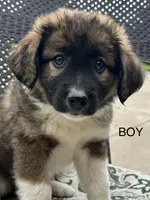Bear, a male Collie and Poodle - Miniature  for sale in Fair Haven, MI – 3 of 6