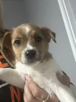 Mickey, a male Jack Russell Terrier and Rat Terrier for sale in Fair Haven, MI – 3 of 3
