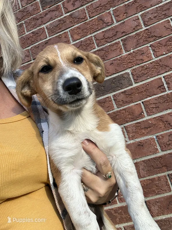Buster – Jack Russell Terrier, Rat Terrier puppy for sale in Fair Haven, MI