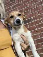 Buster, a male Jack Russell Terrier and Rat Terrier for sale in Fair Haven, MI – 1 of 3