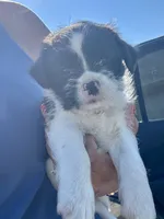 Pepper, a male Shih Tzu for sale in Fair Haven, MI – 4 of 5