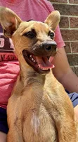 Jax, a male Jack Russell Terrier and Chihuahua for sale in Fair Haven, MI – 2 of 7