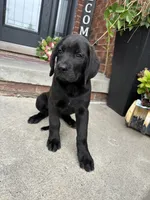 King, a male Dogue de Bordeaux and Perro de Presa Canario for sale in Fair Haven, MI – 2 of 5