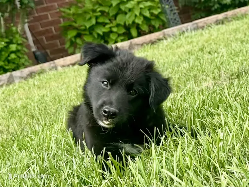 Paisley – Collie, Poodle - Miniature  puppy for sale in Fair Haven, MI