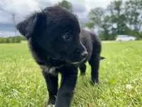 Paisley, a female Collie and Poodle - Miniature  for sale in Fair Haven, MI – 4 of 5