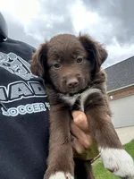 Calie, a female Collie and Poodle - Miniature  for sale in Fair Haven, MI – 5 of 5