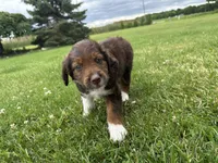 Petunia , a female Collie and Poodle - Miniature  for sale in Fair Haven, MI – 4 of 6