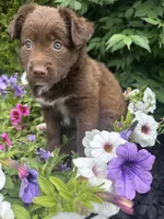 Calie, a female Collie and Poodle - Miniature  for sale in Fair Haven, MI – 2 of 5