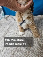 Miniature Poodle M #1, a male Poodle - Miniature  for sale in Princeton, KY – 4 of 5
