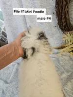 Miniature Poodle M#4, a male Poodle - Miniature  for sale in Princeton, KY – 3 of 5