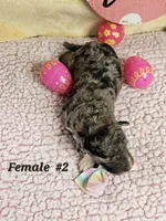 F1b Aussiedoodle f 2, a female Aussiedoodle and Poodle - Standard  for sale in Princeton, KY – Photo 3 of 4