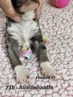 F1b Aussiedoodle f 2, a female Aussiedoodle and Poodle - Standard  for sale in Princeton, KY – Photo 2 of 4