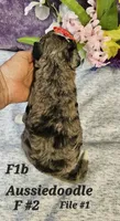 Reduced  F1b Aussiedoodle f 2, a female Aussiedoodle and Poodle - Standard  for sale in Princeton, KY – 3 of 7