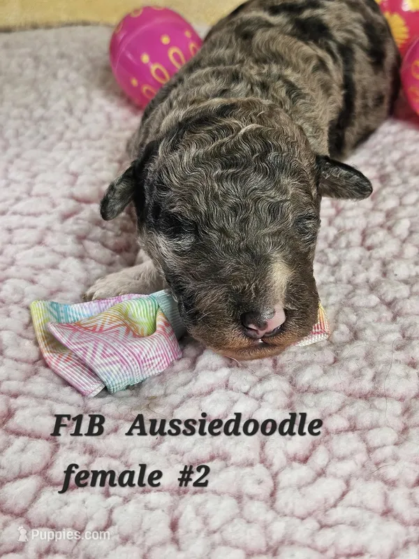 F1b Aussiedoodle f 2 – Aussiedoodle, Poodle - Standard  puppy for sale in Princeton, KY
