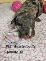F1b Aussiedoodle f 2, a female Aussiedoodle and Poodle - Standard  for sale in Princeton, KY – Photo 1 of 4
