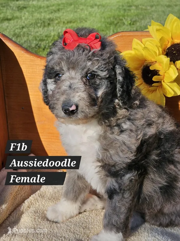 F1b Aussiedoodle f 2 – Aussiedoodle, Poodle - Standard  puppy for sale in Princeton, KY