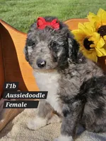 Reduced  F1b Aussiedoodle f 2, a female Aussiedoodle and Poodle - Standard  for sale in Princeton, KY – 1 of 7