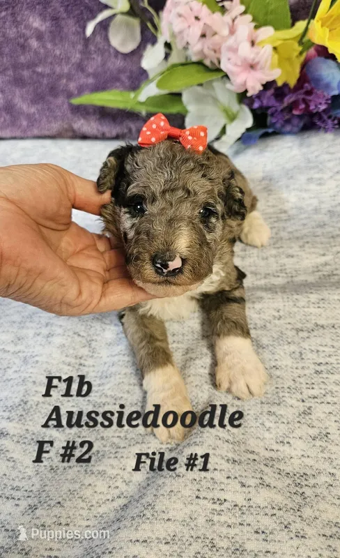 F1b Aussiedoodle f 2 – Aussiedoodle, Poodle - Standard  puppy for sale in Princeton, KY
