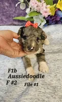 Reduced  F1b Aussiedoodle f 2, a female Aussiedoodle and Poodle - Standard  for sale in Princeton, KY – 2 of 7