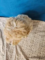 Minaiture Poodle , a male Poodle - Miniature  for sale in Princeton, KY – 2 of 8