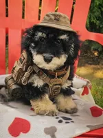 Bichpoo -Pochon , a male Bichpoo for sale in Princeton, KY – 2 of 7