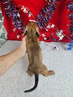 Minaiture Dachshund F #2 = reduced, a male Miniature Dachshund for sale in Princeton, KY – 4 of 6