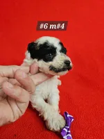Pending Miniature Poodle M#2, a male Poodle - Miniature  for sale in Princeton, KY – 6 of 8