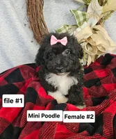 Miniature Poodle F #2, a female Poodle - Miniature  for sale in Princeton, KY – 1 of 6