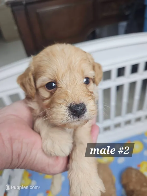 F1b Miniature Goldendoodles m #2 – Miniature Goldendoodle puppy for sale in Princeton, KY