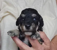 Bichpoo -Pochon , a male Bichpoo for sale in Princeton, KY – 7 of 7