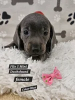 Dachshund F silver, a female Miniature Dachshund for sale in Princeton, KY – 1 of 4