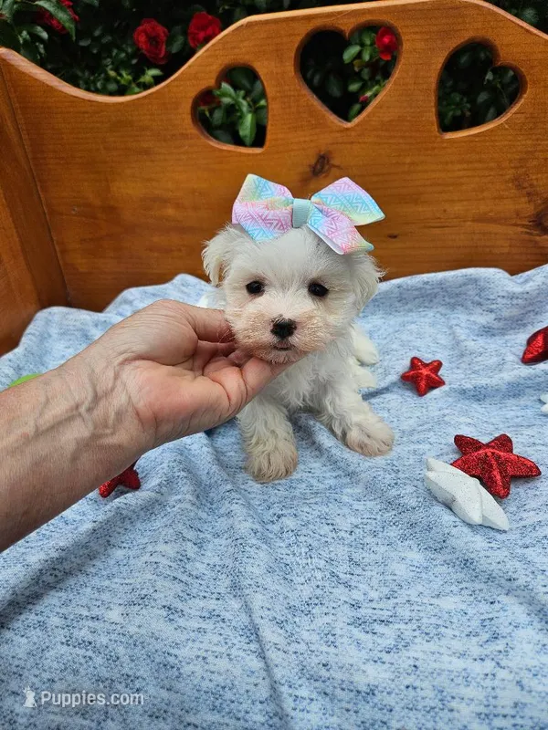 F1b Maltipoo Female #5 – Maltipoo, Poodle - Miniature  puppy for sale in Princeton, KY