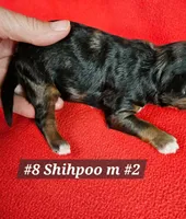 F1b Shih-Poo M#2, a male Shih Tzu and Poodle - Miniature  for sale in Princeton, KY – 4 of 6