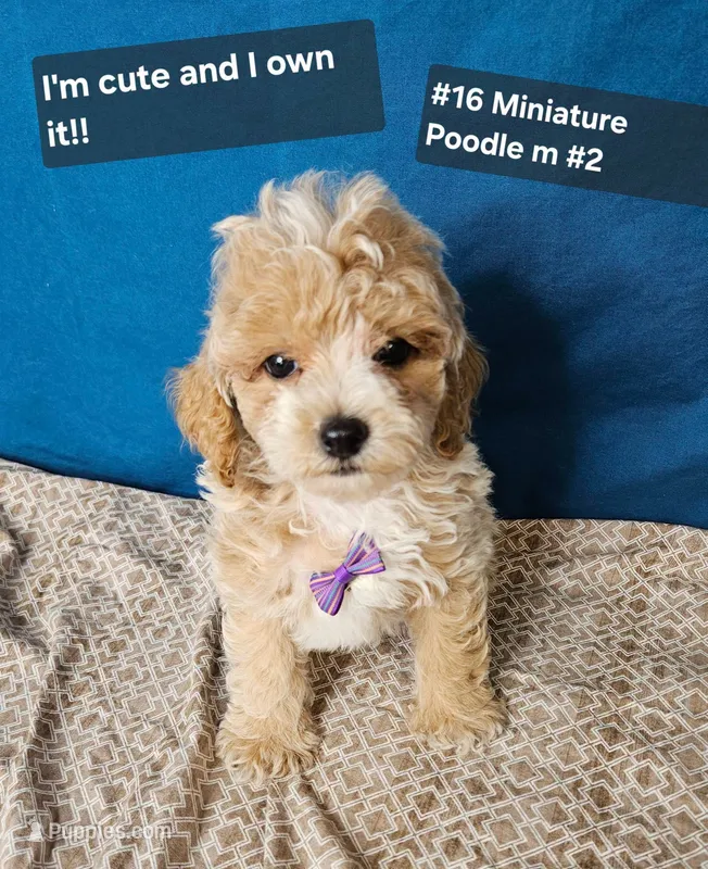 Minature Poodle M#2 – Poodle - Miniature  puppy for sale in Princeton, KY