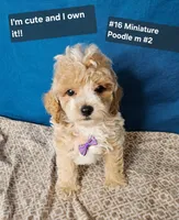 Minature Poodle M#2, a male Poodle - Miniature  for sale in Princeton, KY – 1 of 7