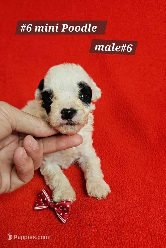 Miniature Poodle Male #6 Red  – Poodle - Miniature  puppy for sale in Princeton, KY