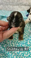 Shihtzu M#1, a male Shih Tzu for sale in Princeton, KY – 5 of 6