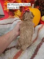 Small Miniature Poodle (6) Female #2, a male Poodle - Toy  and Poodle - Miniature  for sale in Princeton, KY – 2 of 4