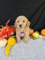 F1b Mini Goldendoodle M #4, a male Miniature Goldendoodle for sale in Princeton, KY – 2 of 4
