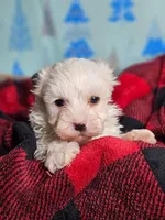 F1b Maltipoo Female #5, a female Maltipoo and Poodle - Miniature  for sale in Princeton, KY – 1 of 1