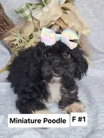 Miniature Poodle F#1, a female Poodle - Miniature  for sale in Princeton, KY – 2 of 6