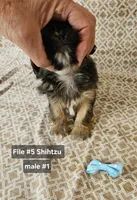 Shihtzu M#1, a male Shih Tzu for sale in Princeton, KY – 4 of 6