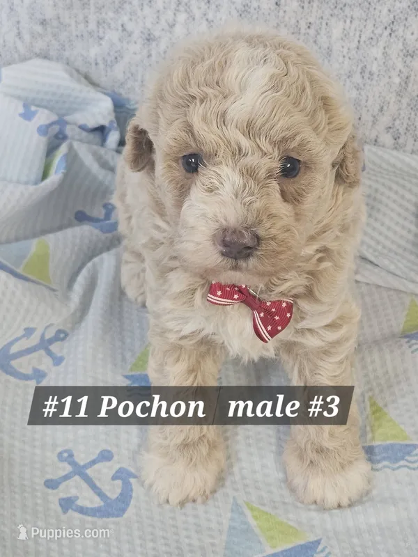 Pochon  – Bichon Frise, Poodle - Miniature  puppy for sale in Princeton, KY